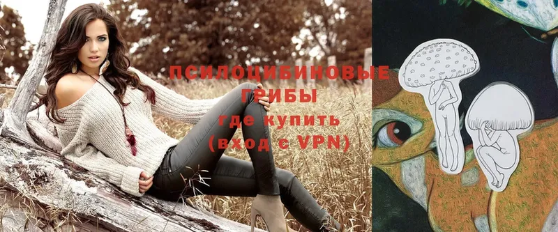 Галлюциногенные грибы Psilocybe  Дятьково 