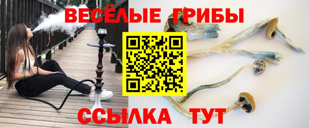 Галлюциногенные грибы Psilocybe Дятьково